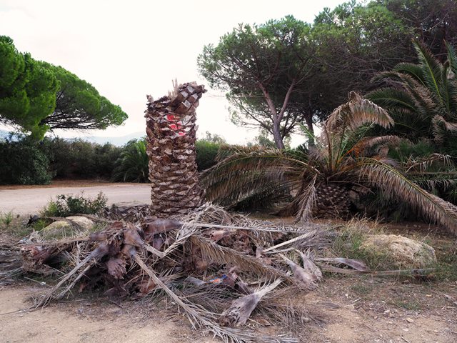 Palma attaccata dal punteruolo rosso (Porto Conte)