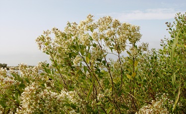 Baccharis halimifolia (H. Michaud)